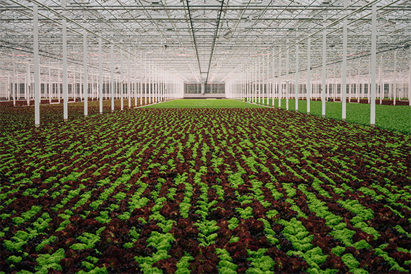 Greenhouse interior at Rheinlandhof. /// credit: Kaufland