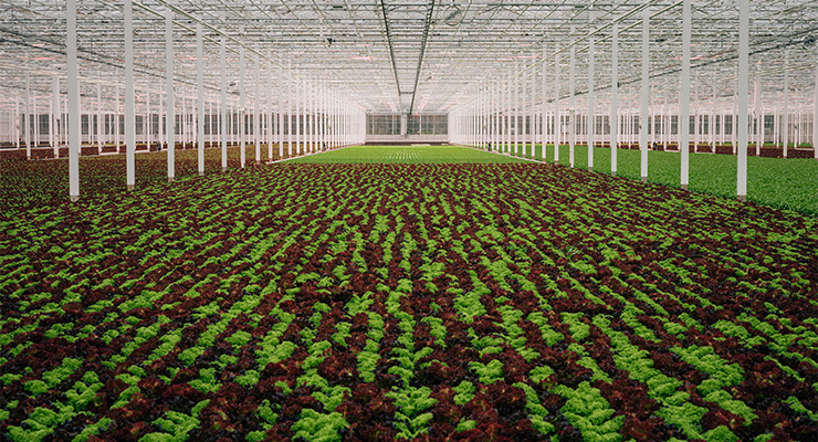 Greenhouse interior at Rheinlandhof. /// credit: Kaufland